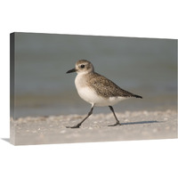 Black-bellied Plover walking, Fort Desoto Park, Florida-Canvas Art-30"x20"