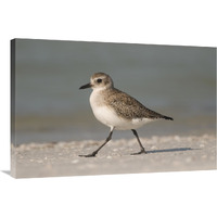 Black-bellied Plover walking, Fort Desoto Park, Florida-Canvas Art-36&quotx24"