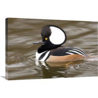 Hooded Merganser male, Kellogg Bird Sanctuary, Michigan-Canvas Art-30"x20"