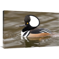 Hooded Merganser male, Kellogg Bird Sanctuary, Michigan-Canvas Art-36"x24"