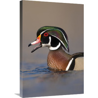 Wood Duck male calling, Lapeer State Game Area, Michigan-Canvas Art-20"x30"