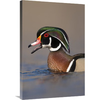 Wood Duck male calling, Lapeer State Game Area, Michigan-Canvas Art-24"x36"