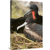 Magnificent Frigatebird pair, Galapagos Islands, Ecuador-Canvas Art-20"x30"