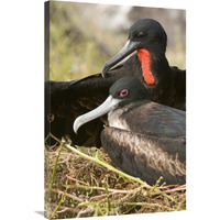 Magnificent Frigatebird pair, Galapagos Islands, Ecuador-Canvas Art-24"x36"