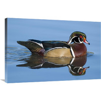 Wood Duck male swimming, Lapeer State Game Area, Michigan-Canvas Art-36&quotx24"