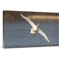 Mute Swan flying, Kensington Metropark, Milford, Michigan-Canvas Art-36"x24"