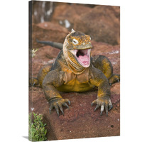 Galapagos Land Iguana yawning, Galapagos Islands, Ecuador-Canvas Art-24&quotx36"