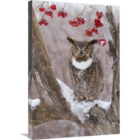 Great Horned Owl in winter, Howell Nature Center, Michigan-Canvas Art-20"x30"