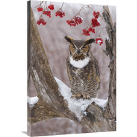 Great Horned Owl in winter, Howell Nature Center, Michigan-Canvas Art-24"x36"