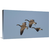 Canada Goose trio flying, Kellogg Bird Sanctuary, Michigan-Canvas Art-36"x22.32"