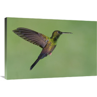 Red-footed Plumeleteer hummingbird male flying, Costa Rica-Canvas Art-36"x24"