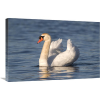 Mute Swan swimming, Kensington Metropark, Milford, Michigan-Canvas Art-30&quotx20"