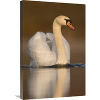 Mute Swan swimming, Kensington Metropark, Milford, Michigan-Canvas Art-20"x30"