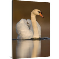 Mute Swan swimming, Kensington Metropark, Milford, Michigan-Canvas Art-24"x36"