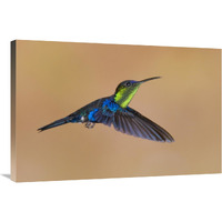 Violet-crowned Woodnymph hummingbird male flying, Costa Rica-Canvas Art-36"x24"