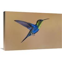 Violet-crowned Woodnymph hummingbird male flying, Costa Rica-Canvas Art-30"x20"