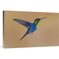 Violet-crowned Woodnymph hummingbird male flying, Costa Rica-Canvas Art-36"x24"