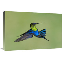 Violet-crowned Woodnymph hummingbird male flying, Costa Rica-Canvas Art-30"x20"