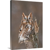 Eastern Screech Owl red morph, Howell Nature Center, Michigan-Canvas Art-20"x30"