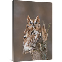 Eastern Screech Owl red morph, Howell Nature Center, Michigan-Canvas Art-24"x36"