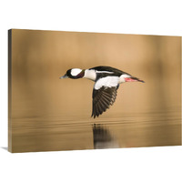 Bufflehead male flying, Island Lake Recreation Area, Michigan-Canvas Art-40"x28"