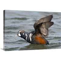 Harlequin Duck male taking flight, Barnegat Light, New Jersey-Canvas Art-30"x21.3"