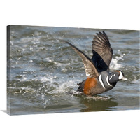 Harlequin Duck male taking flight, Barnegat Light, New Jersey-Canvas Art-36"x24"