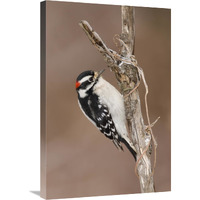 Downy Woodpecker male, Kensington Metropark, Milford, Michigan-Canvas Art-20"x30"