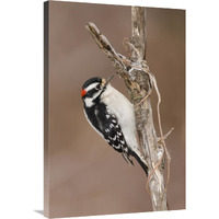 Downy Woodpecker male, Kensington Metropark, Milford, Michigan-Canvas Art-24"x36"