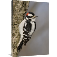 Downy Woodpecker male, Kensington Metropark, Milford, Michigan-Canvas Art-20"x30"