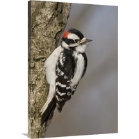 Downy Woodpecker male, Kensington Metropark, Milford, Michigan-Canvas Art-24&quotx36"