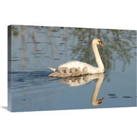 Mute Swan with cygnets, Kensington Metropark, Milford, Michigan-Canvas Art-30"x20"