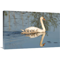 Mute Swan with cygnets, Kensington Metropark, Milford, Michigan-Canvas Art-36"x24"