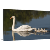 Mute Swan with cygnets, Kensington Metropark, Milford, Michigan-Canvas Art-30"x20"