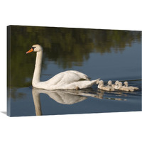 Mute Swan with cygnets, Kensington Metropark, Milford, Michigan-Canvas Art-36"x24"