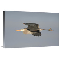 Great Blue Heron flying, Kensington Metropark, Milford, Michigan-Canvas Art-30"x20"