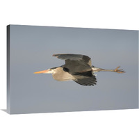 Great Blue Heron flying, Kensington Metropark, Milford, Michigan-Canvas Art-36"x24"