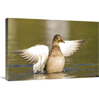 Mallard female stretching wings, North Chagrin Reservation, Ohio-Canvas Art-30"x20"