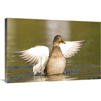 Mallard female stretching wings, North Chagrin Reservation, Ohio-Canvas Art-36"x24"