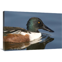 Northern Shoveler male swimming, Kellogg Bird Sanctuary, Michigan-Canvas Art-36"x24"