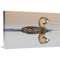 Pied-billed Grebe swimming, Island Lake Recreation Area, Michigan-Canvas Art-30"x20"