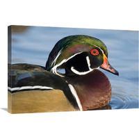 Wood Duck male in breeding plumage, North Chagrin Reservation, Ohio-Canvas Art-30"x20"