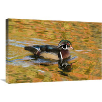 Wood Duck male in breeding plumage, North Chagrin Reservation, Ohio-Canvas Art-30"x20"