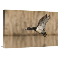 Ring-necked Duck male flying, Island Lake Recreation Area, Michigan-Canvas Art-30"x21"