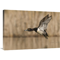 Ring-necked Duck male flying, Island Lake Recreation Area, Michigan-Canvas Art-36"x25.2"