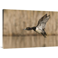 Ring-necked Duck male flying, Island Lake Recreation Area, Michigan-Canvas Art-40"x28"