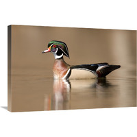 Wood Duck male in breeding plumage, Lapeer State Game Area, Michigan-Canvas Art-30&quotx20"