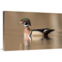 Wood Duck male in breeding plumage, Lapeer State Game Area, Michigan-Canvas Art-36"x24"