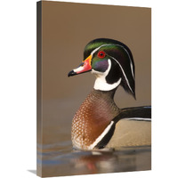 Wood Duck male in breeding plumage, Lapeer State Game Area, Michigan-Canvas Art-20&quotx30"