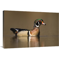 Wood Duck male in breeding plumage, Lapeer State Game Area, Michigan-Canvas Art-36"x24"